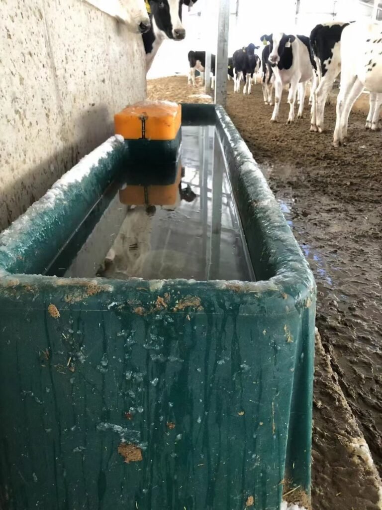 Effect of water trough type on the drinking behaviour of pasture-based beef heifers