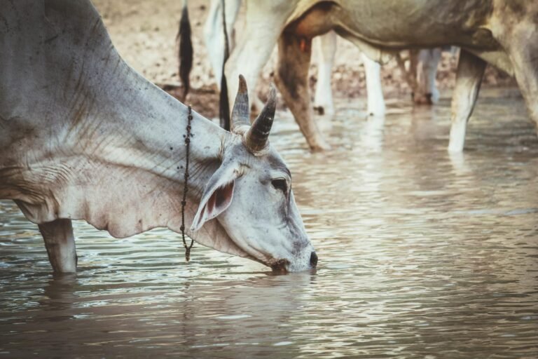 Effect of Climatic Condition, Type of Trough and Water Cleanliness on Drinking Behavior in Dairy Cows