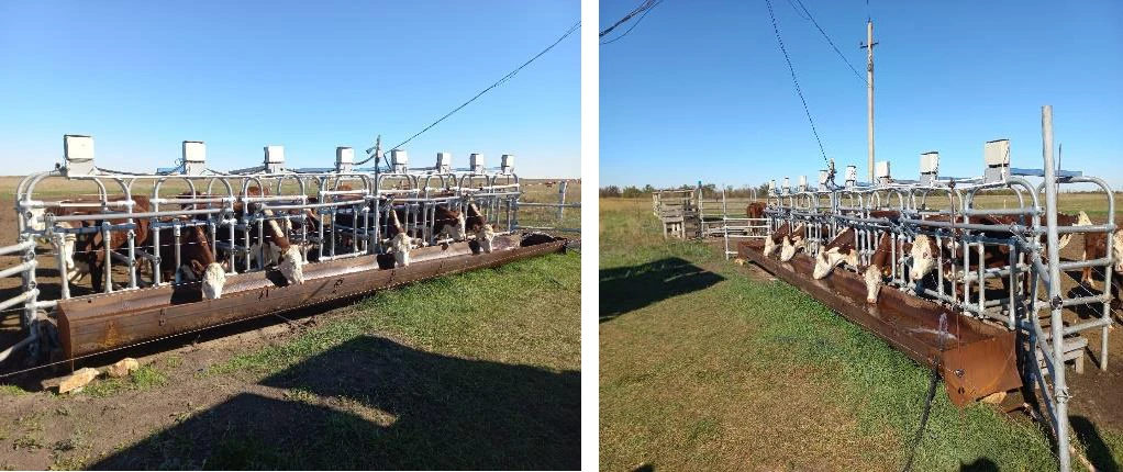 Watering records on pasture using an automatic platform
