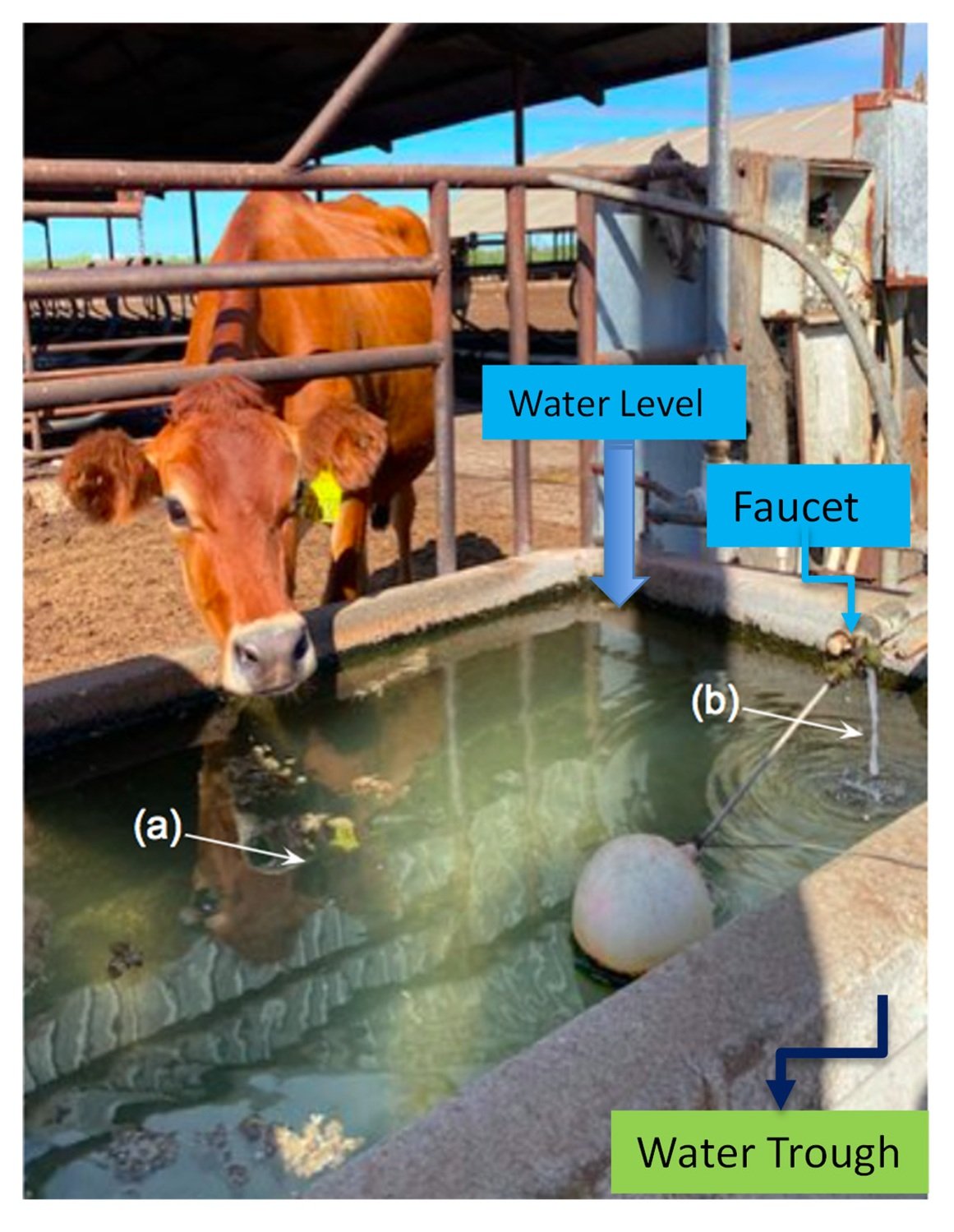 Cattle drinking water trough on a dairy farm with the two sampling locations marked: (a) trough water and (b) faucet